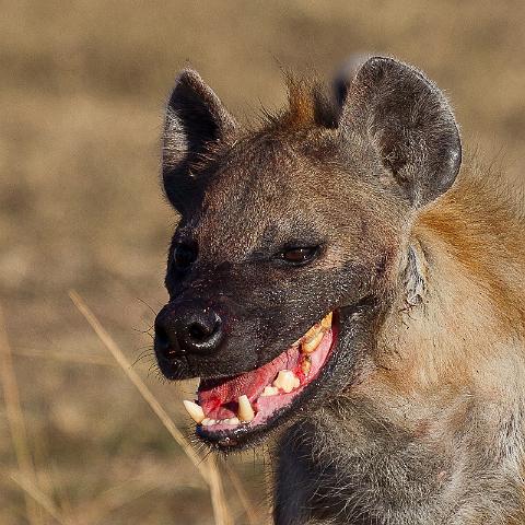 073 Tanzania, N-Serengeti, hyena.jpg